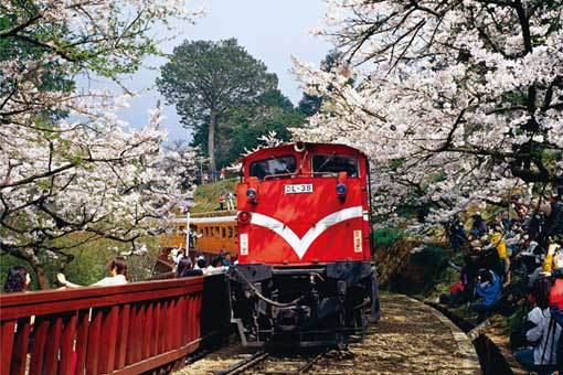 1000-139D(台灣之美－嘉義阿里山－森林火車與吉野